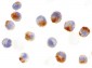 BIRC1 / NAIP Antibody (C-Terminus)